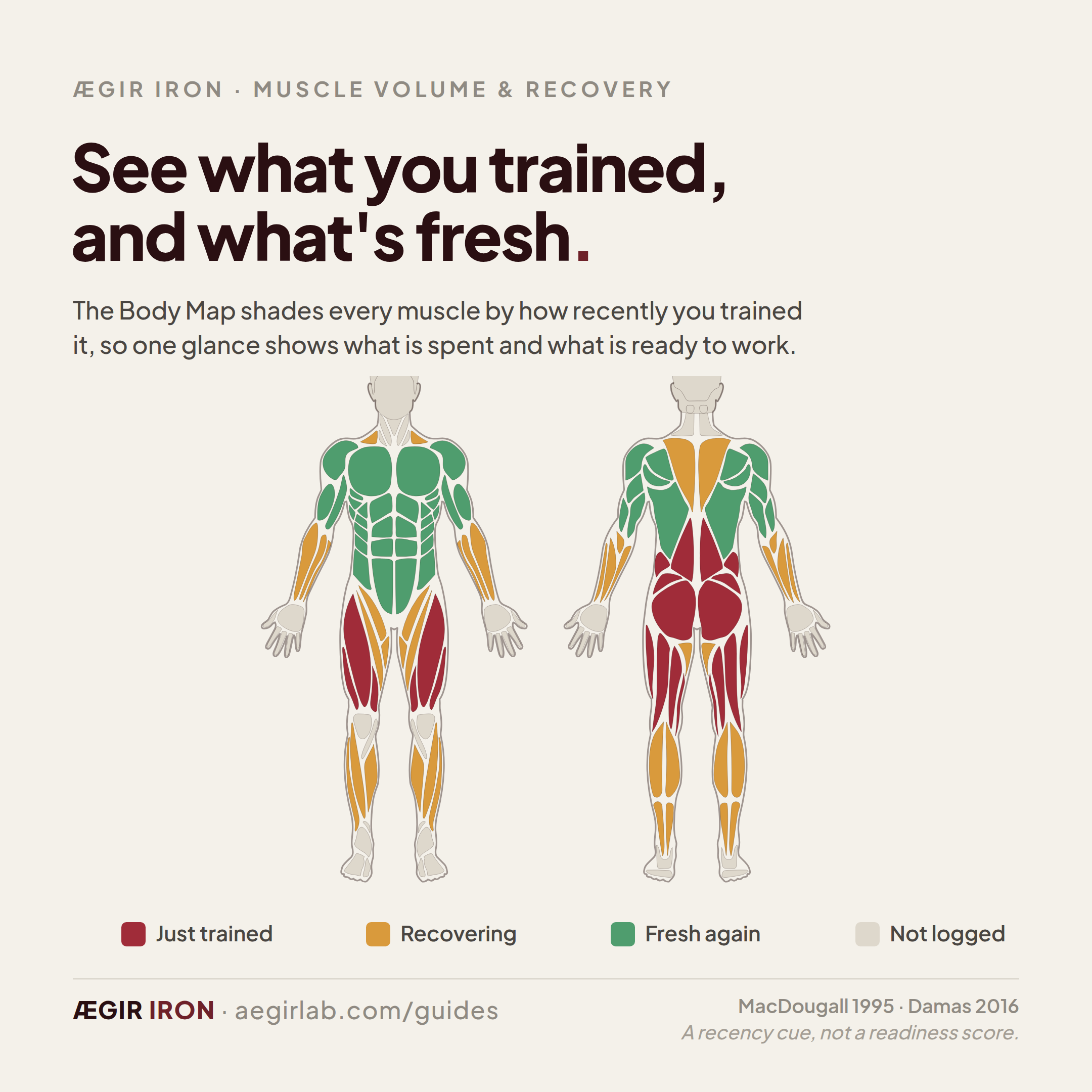 Ægir Iron Body Map recovery view: an anatomical figure shaded by how recently each muscle was trained, with legs marked just trained, supporting muscles recovering, and the upper body fresh.